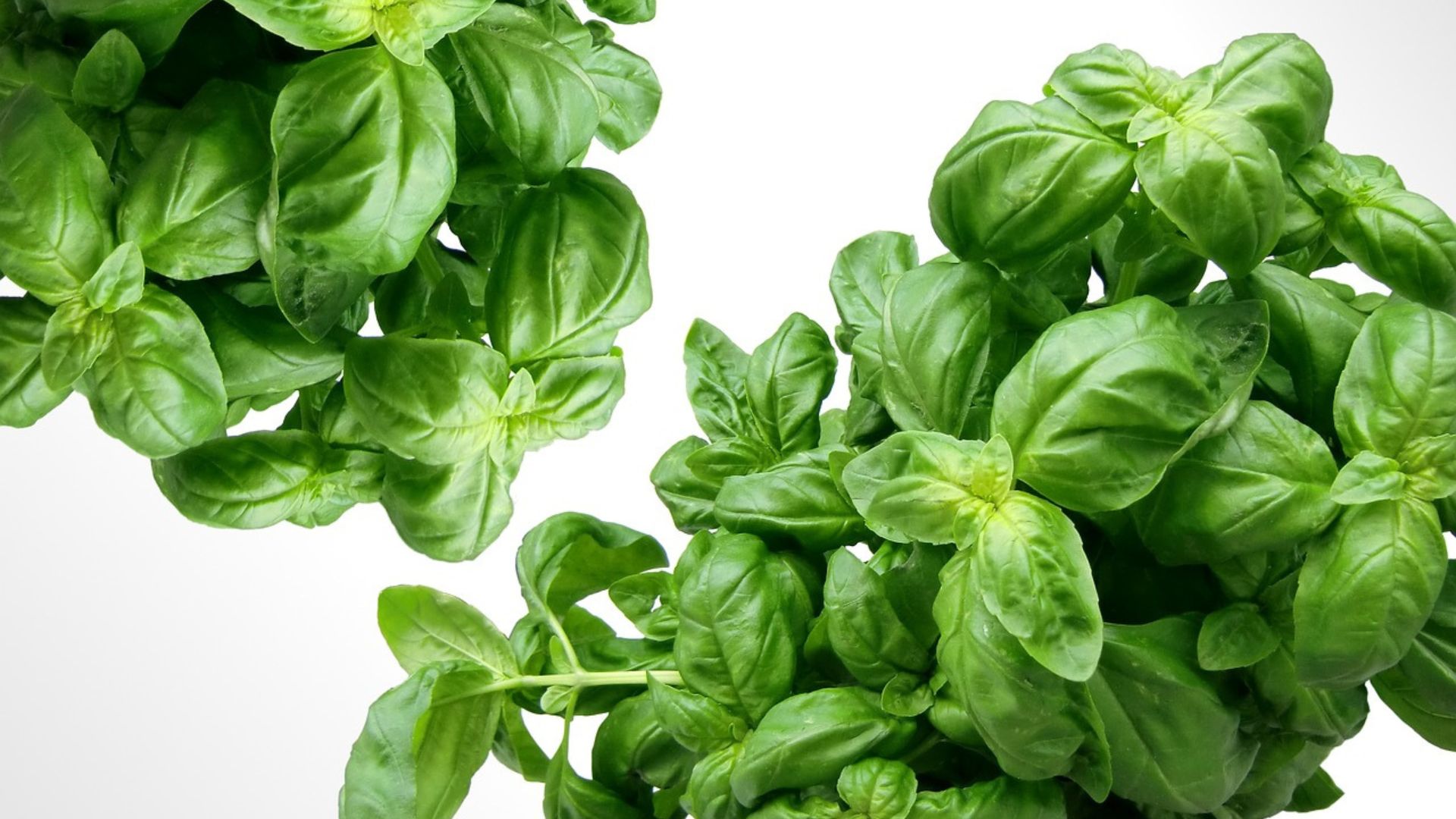 Exploring the Clinical Benefits of Basil